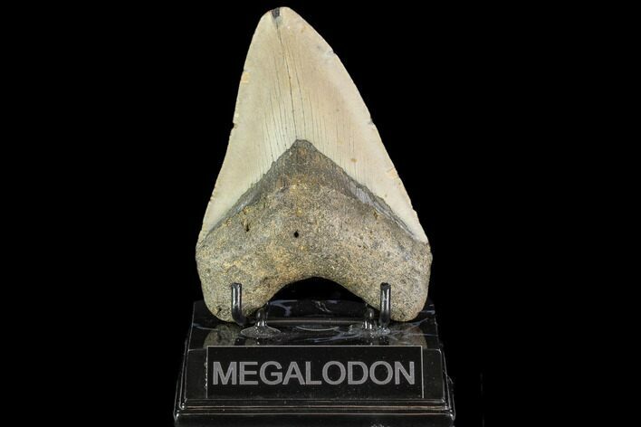 Fossil Megalodon Tooth - North Carolina #109822